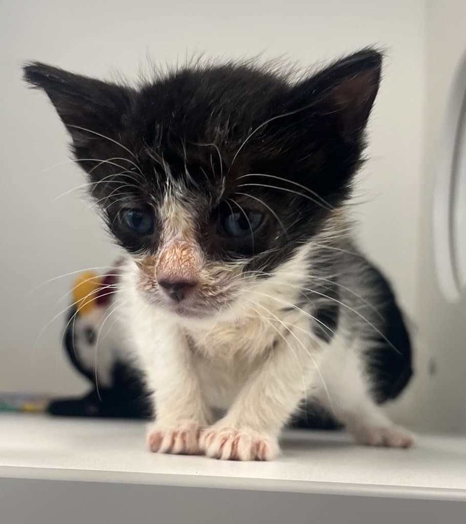 - Tootie - Domestic Short Hair