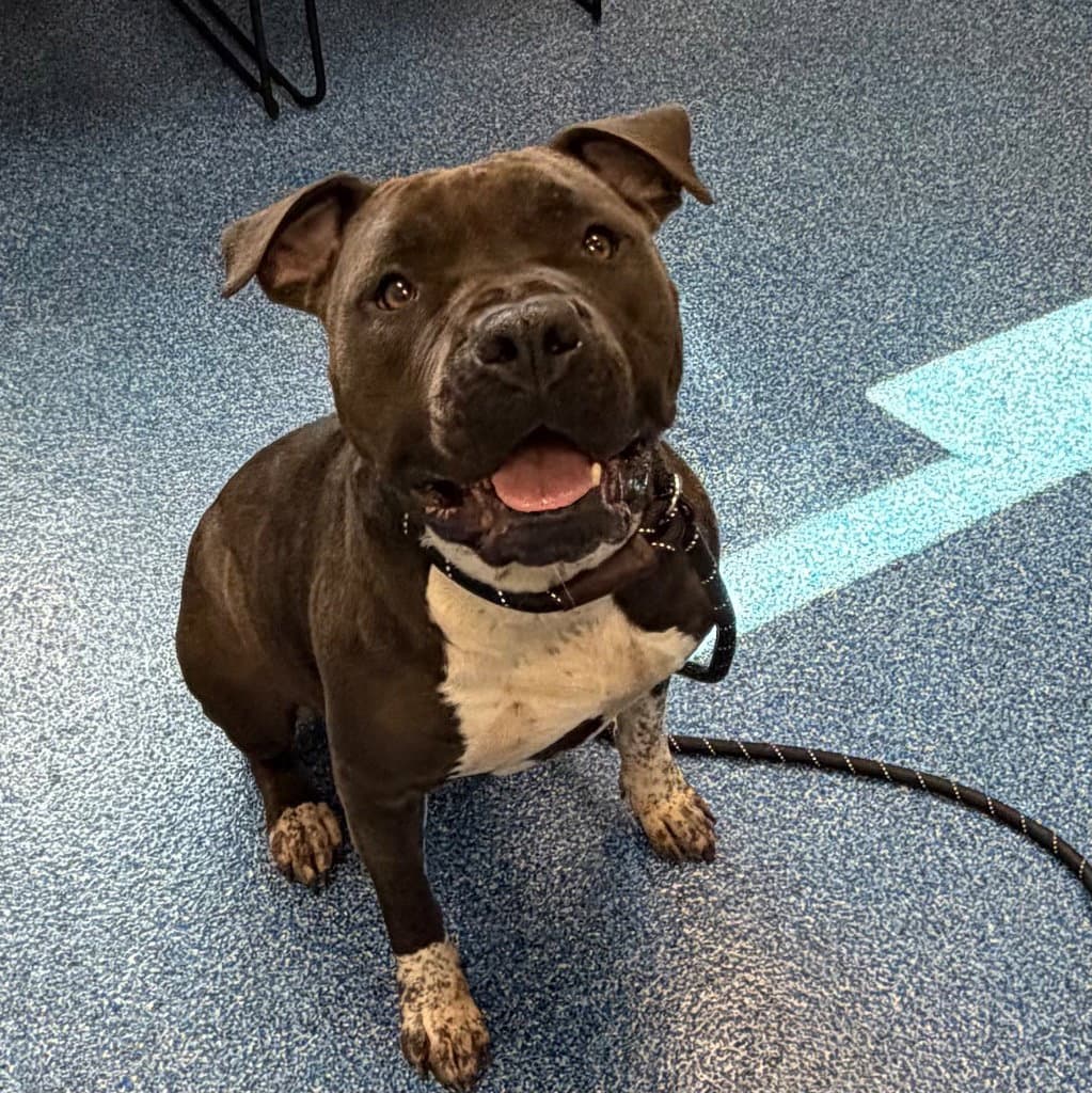 - Brienne - Pit Bull Terrier