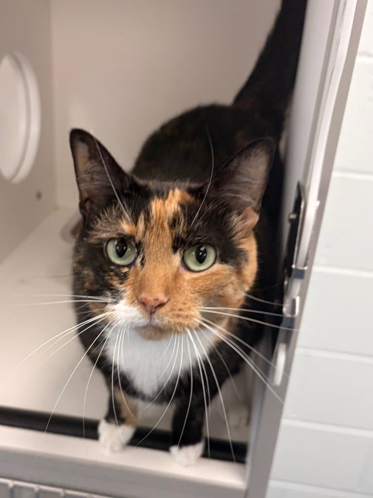 - Piper