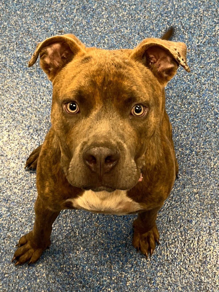- Capone - Pit Bull Terrier