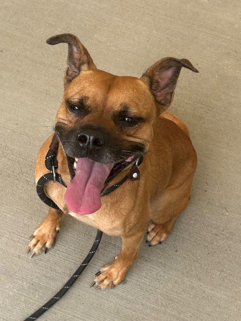 - Kylo - Boxer