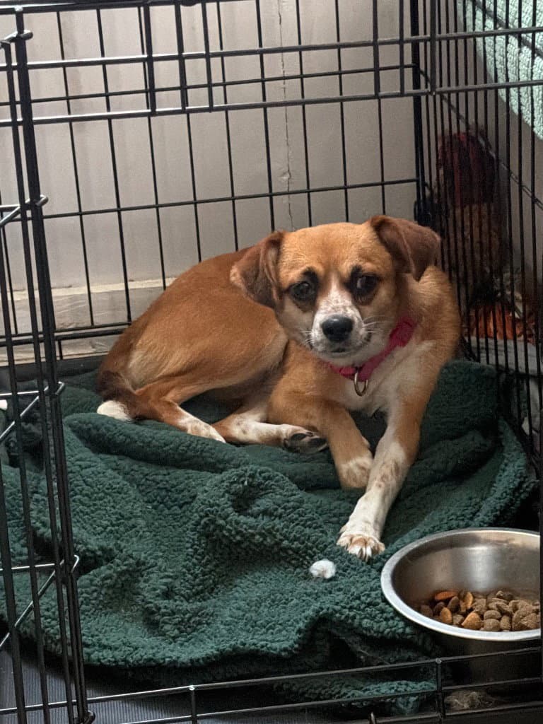 - Maggie - Chihuahua