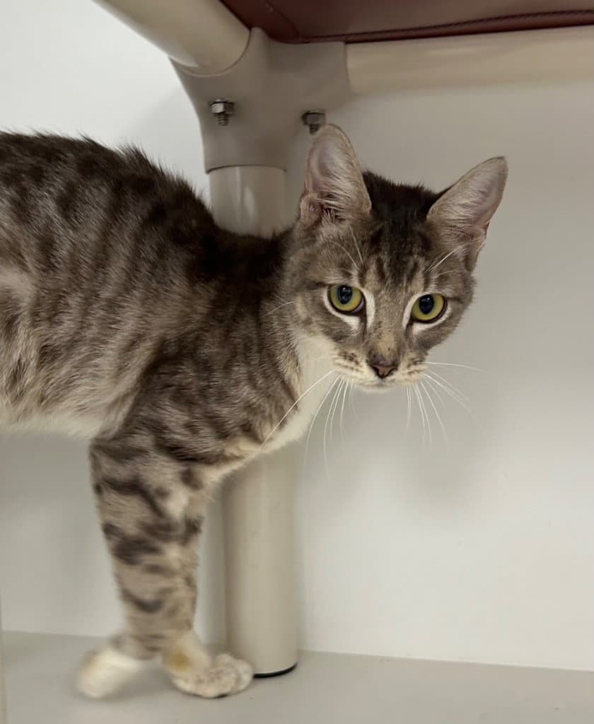 - Stella - Domestic Short Hair