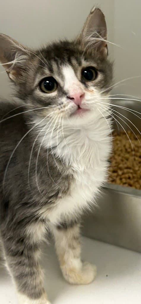 - Winston - Domestic Short Hair