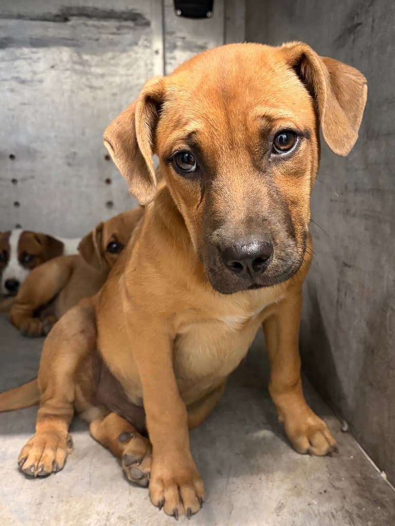 Unknown - Labrador Retriever