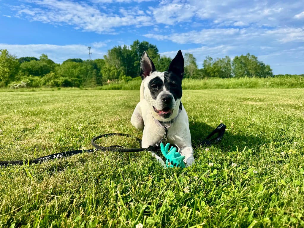 Abigail - Australian Cattle Dog/Blue Heeler