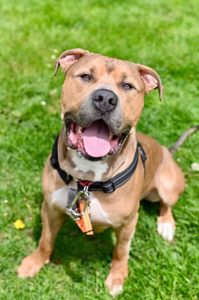 Zeus - Pit Bull Terrier