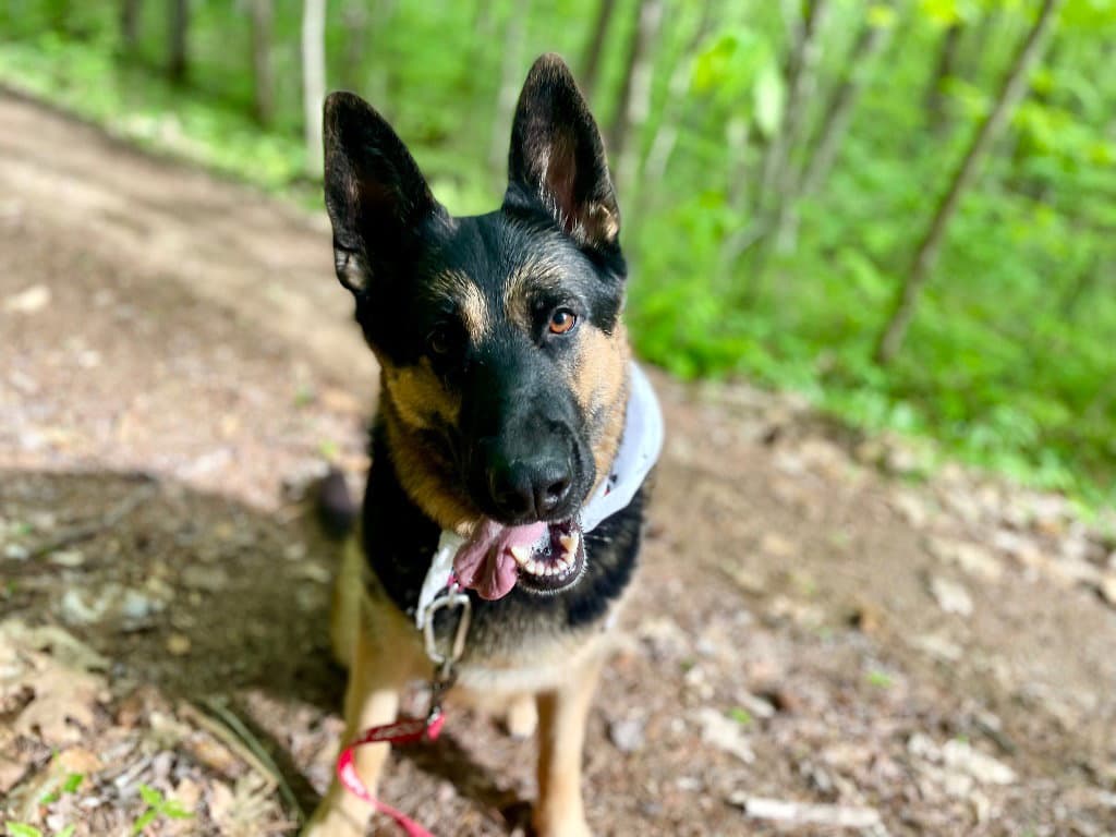 Java - German Shepherd Dog