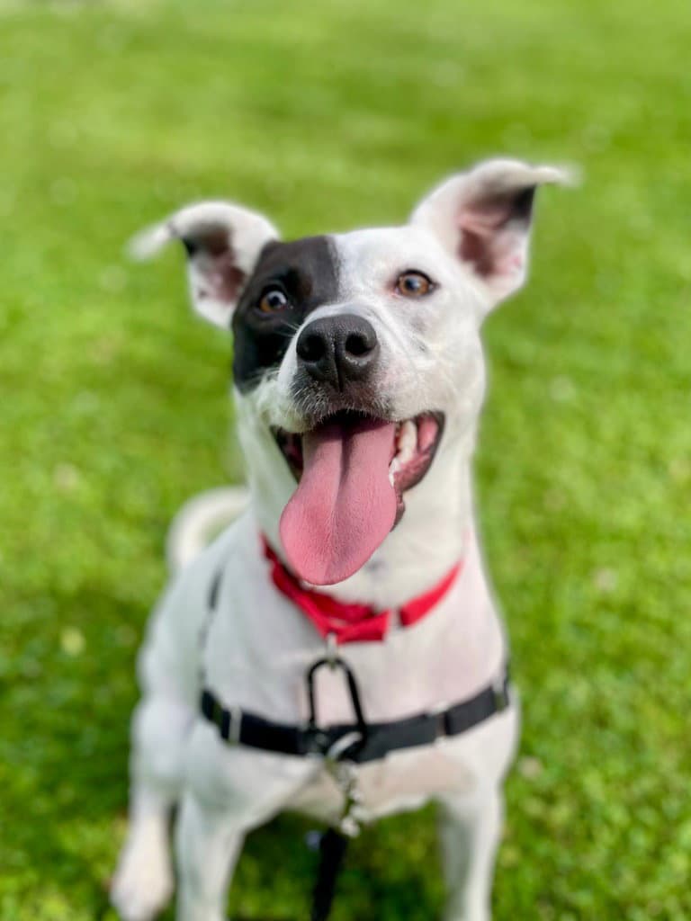 Stella - Terrier