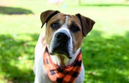 Wally image 1
