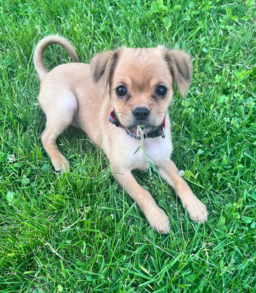 Fern - Dachshund