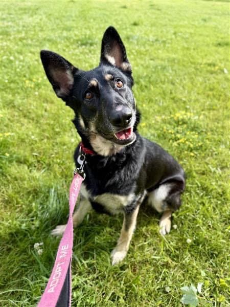 Freya - German Shepherd Dog