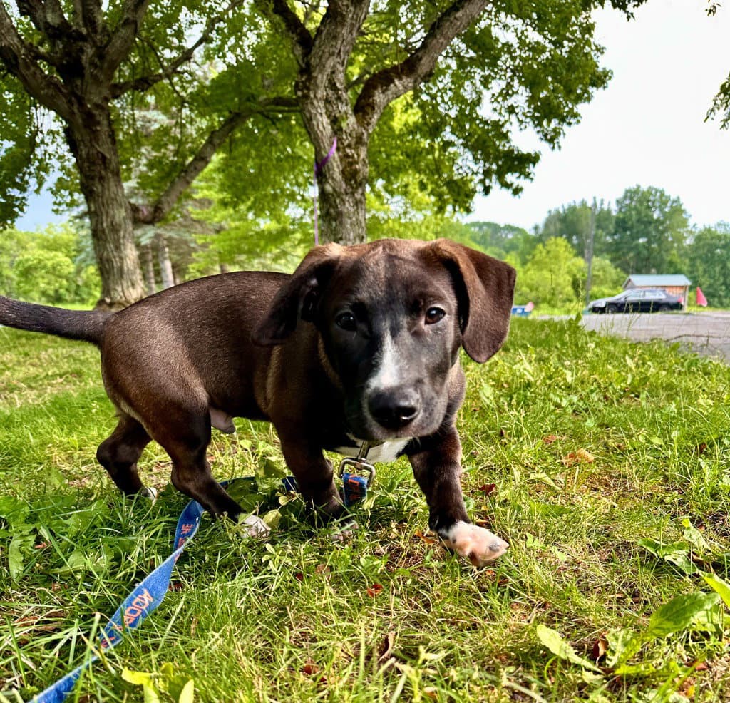 Franklin - Hound