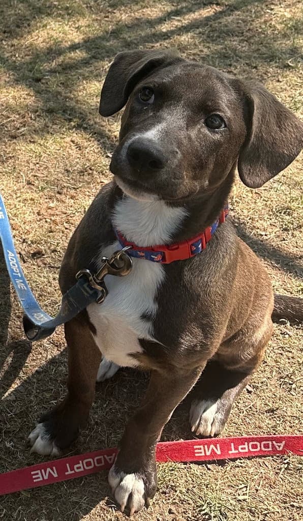 Lincoln - Hound