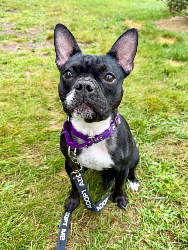 Nala - French Bulldog