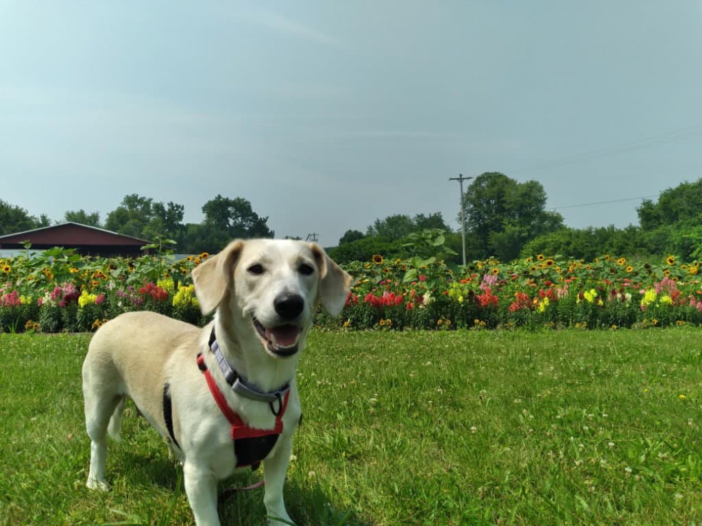 Betsy - Hound