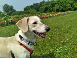 Betsy image 3
