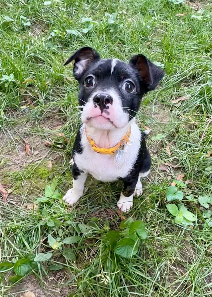 Alani - French Bulldog