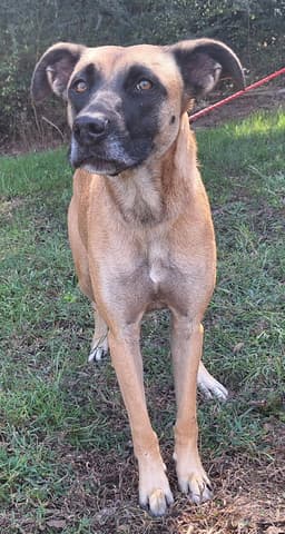 Koda image 1