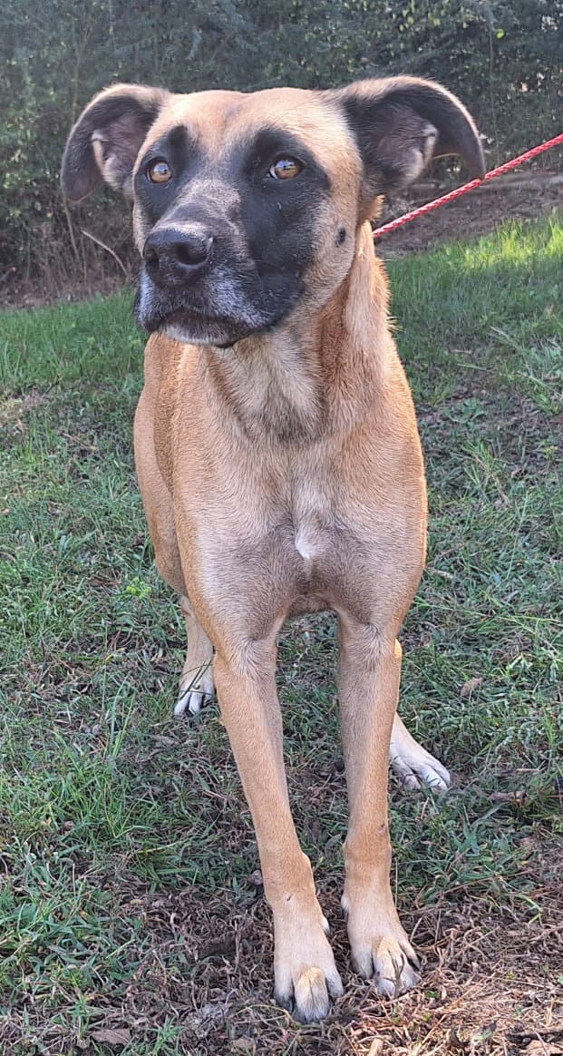 Koda