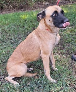 Koda image 2