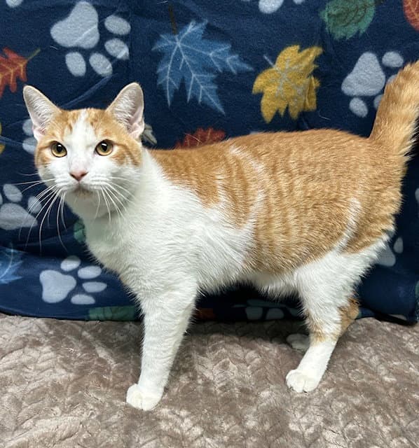 Tater - Domestic Short Hair