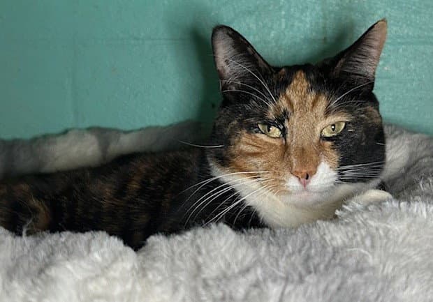 Molly - Domestic Short Hair