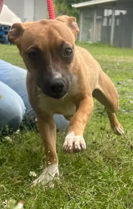 Gillian - Terrier