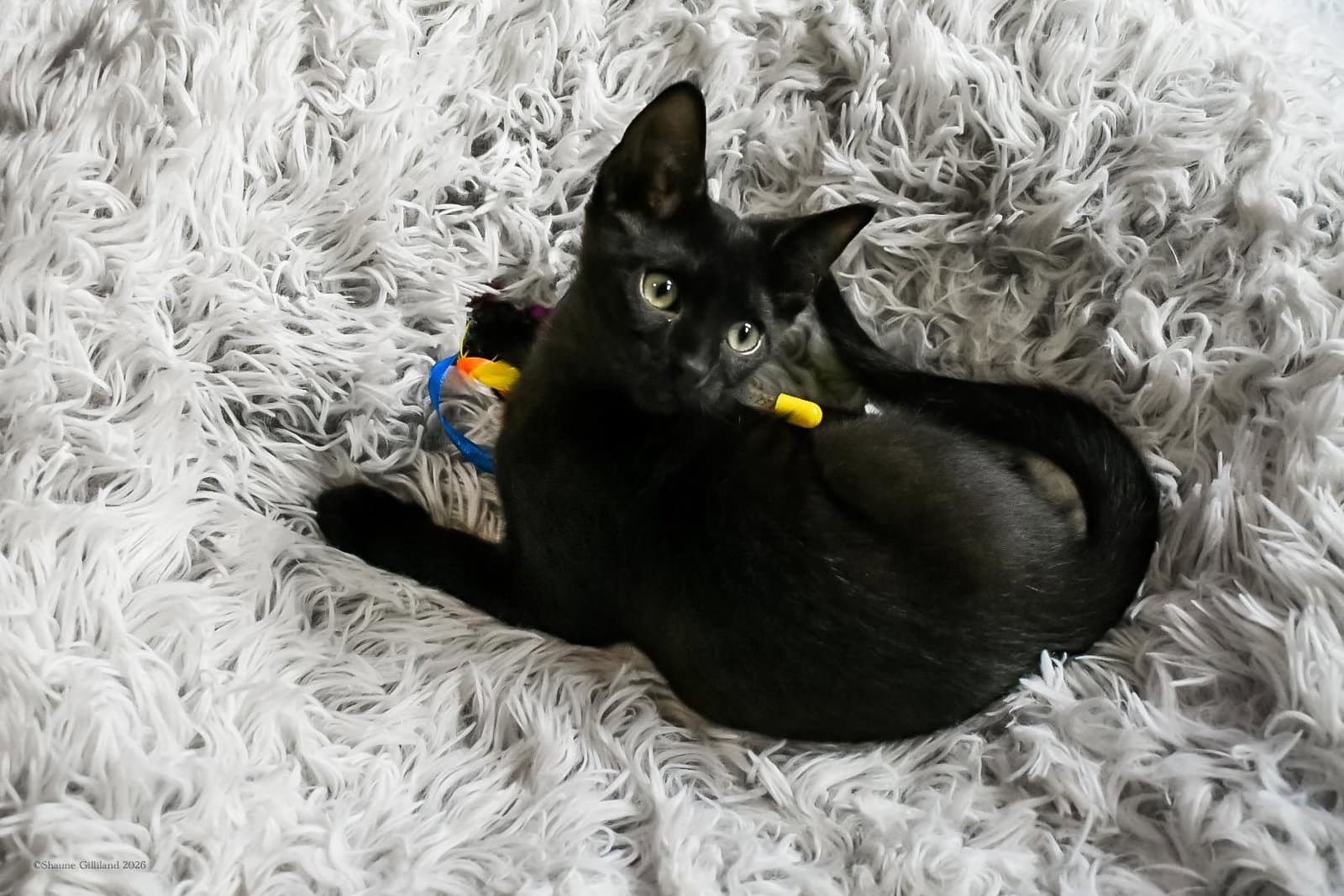 Grimm - Domestic Short Hair