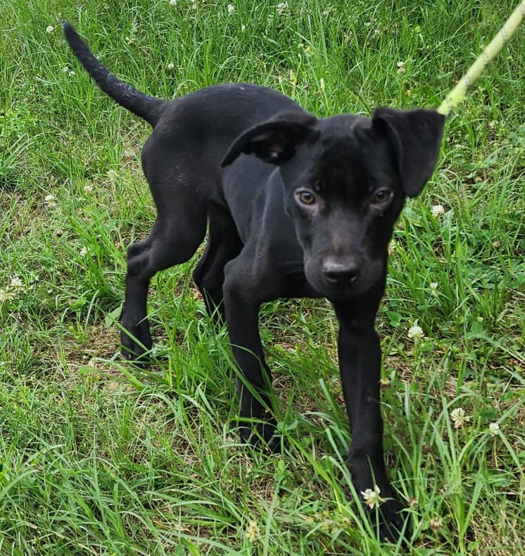Tiana - Labrador Retriever