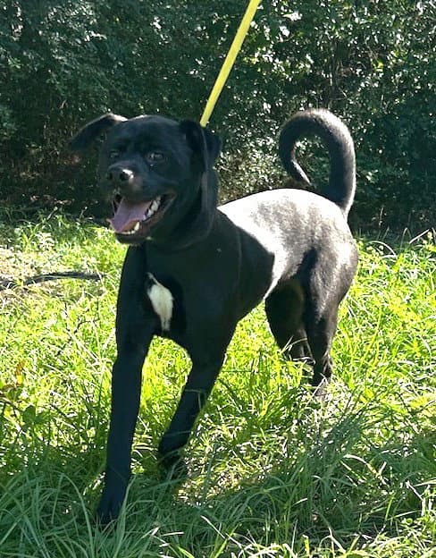 Benjamin Button - Labrador Retriever