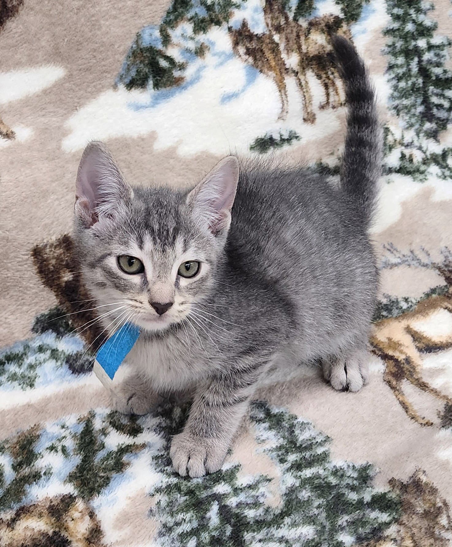 Mark - Domestic Short Hair