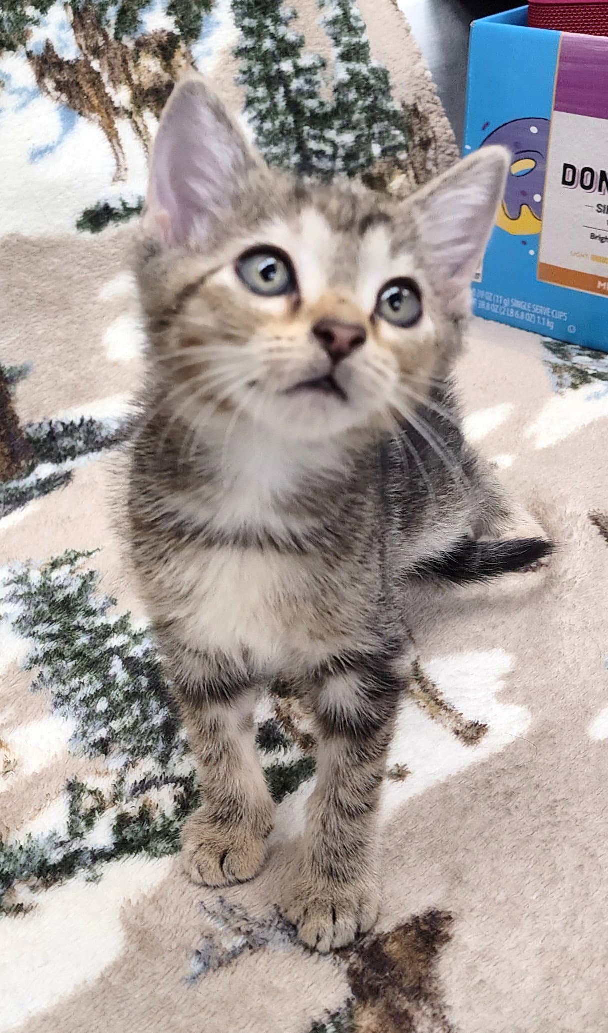 Brangwin - Domestic Short Hair