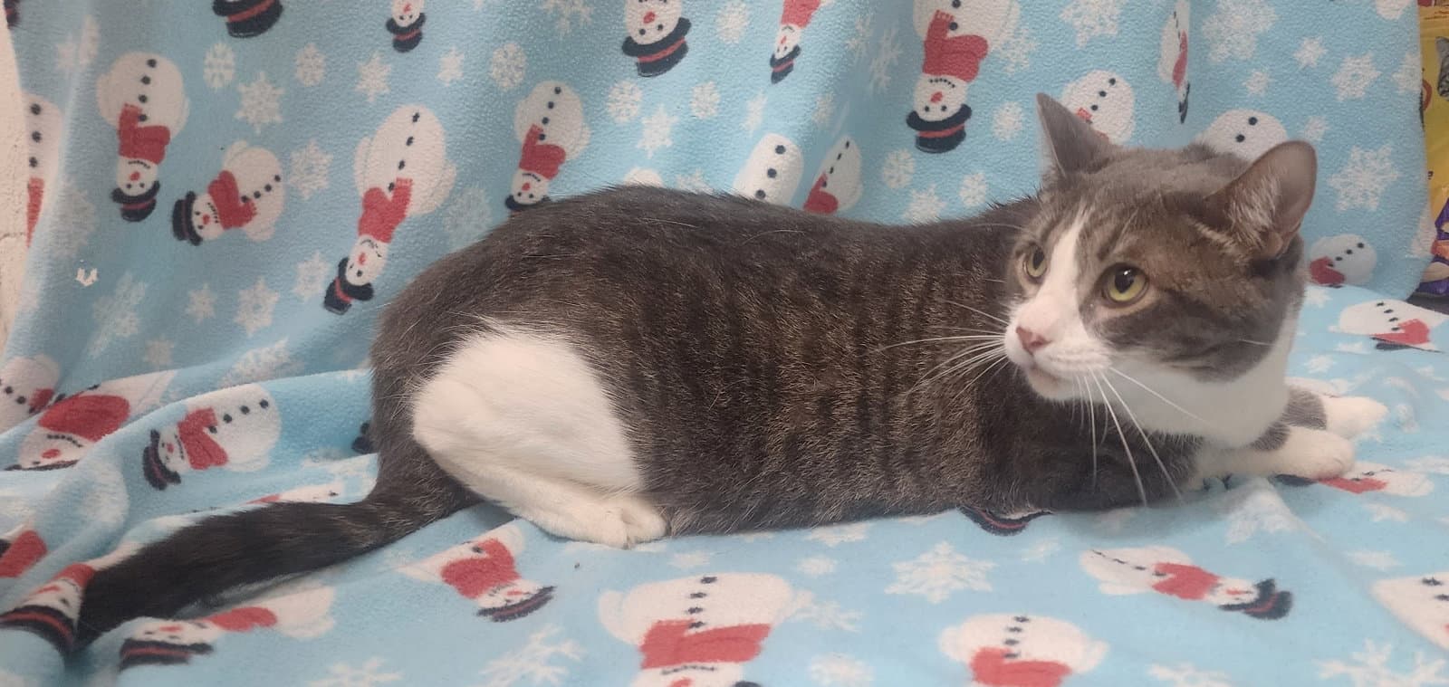 Ellie - Domestic Short Hair