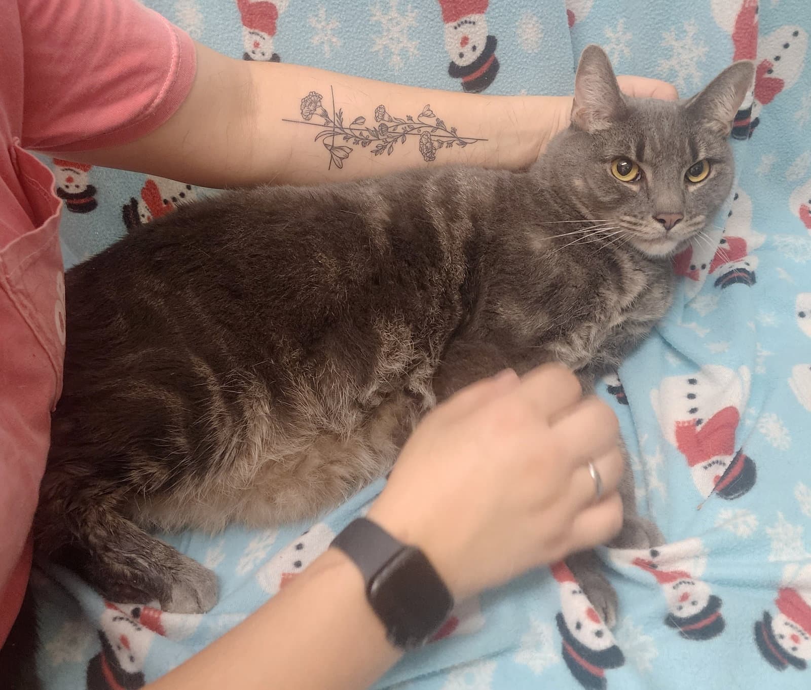 Xeno - Domestic Short Hair
