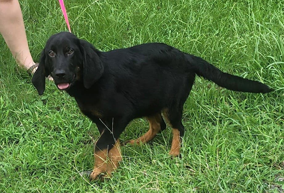 Scooter - Bloodhound