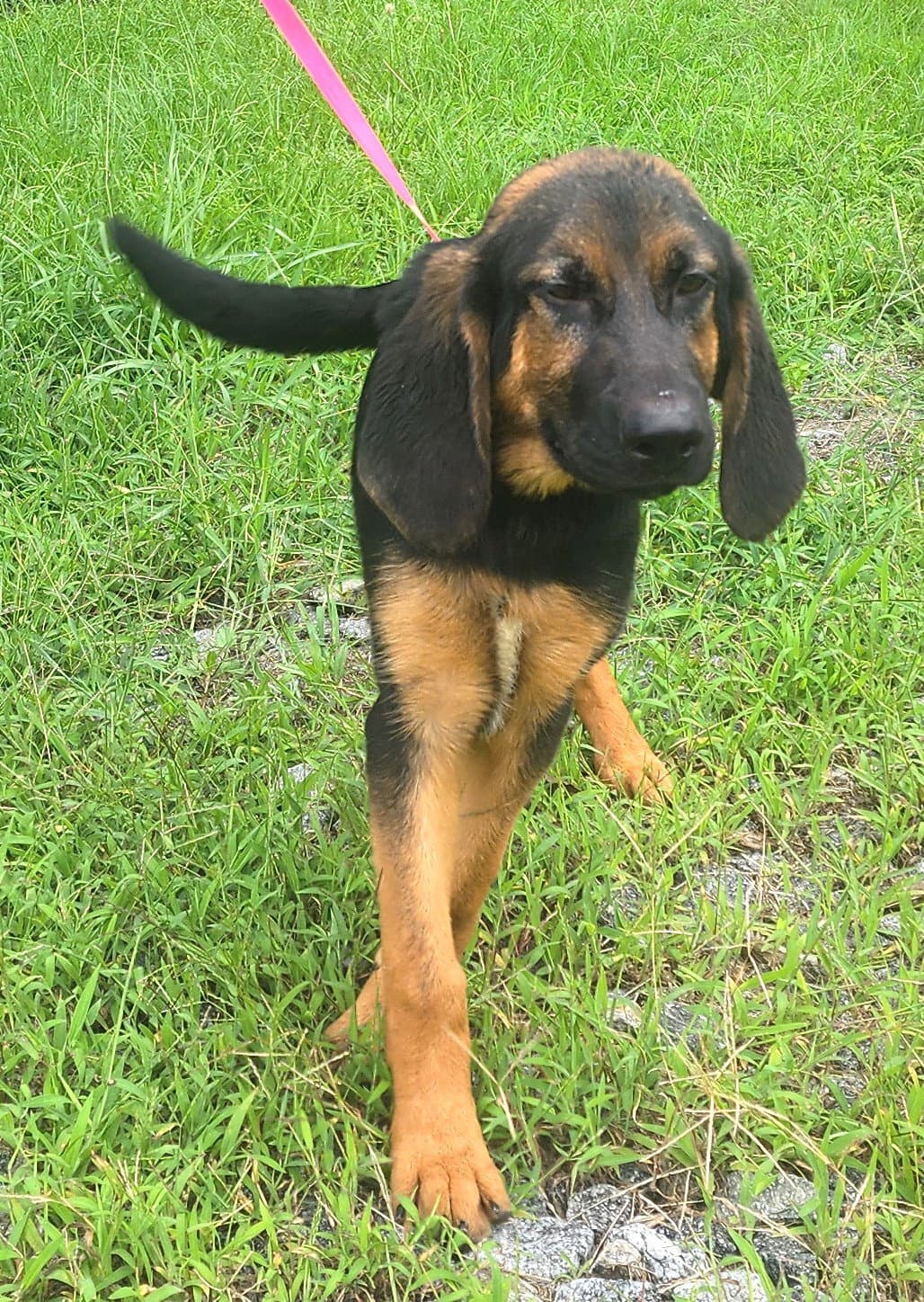 Little Zeus - Bloodhound