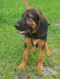 Little Zeus image 2