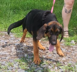 Little Zeus image 3