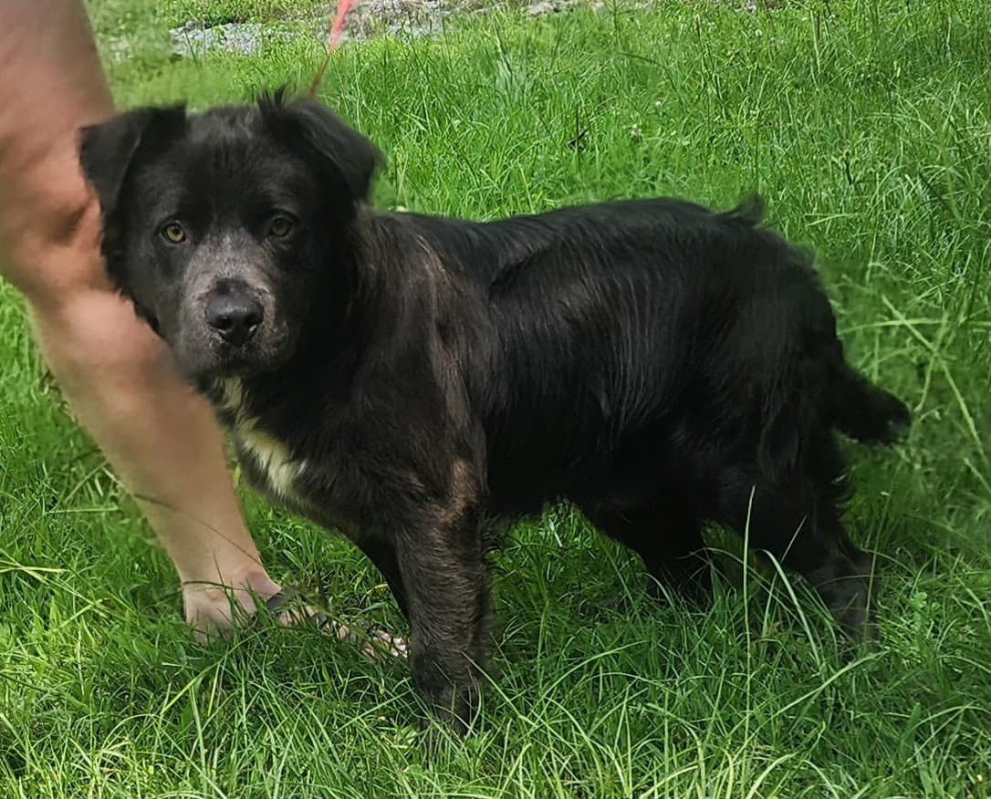 Cain - Australian Shepherd