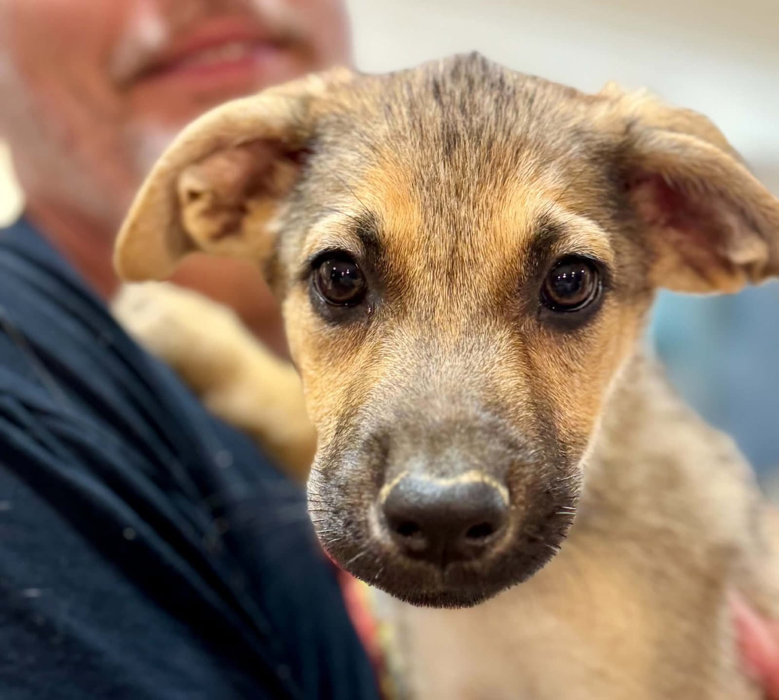 Diesel - German Shepherd Dog