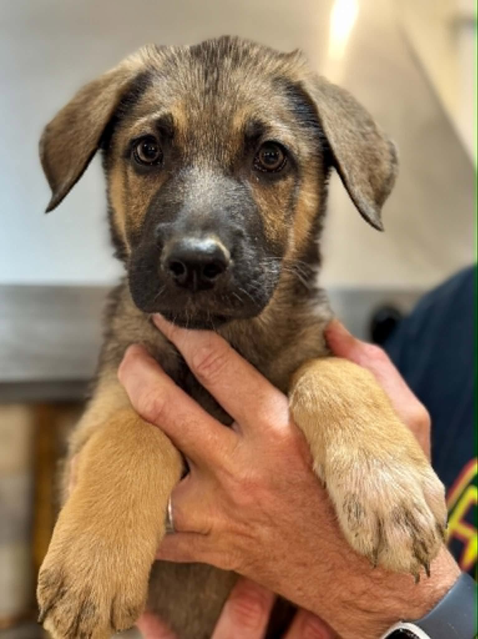 Thumper - German Shepherd Dog