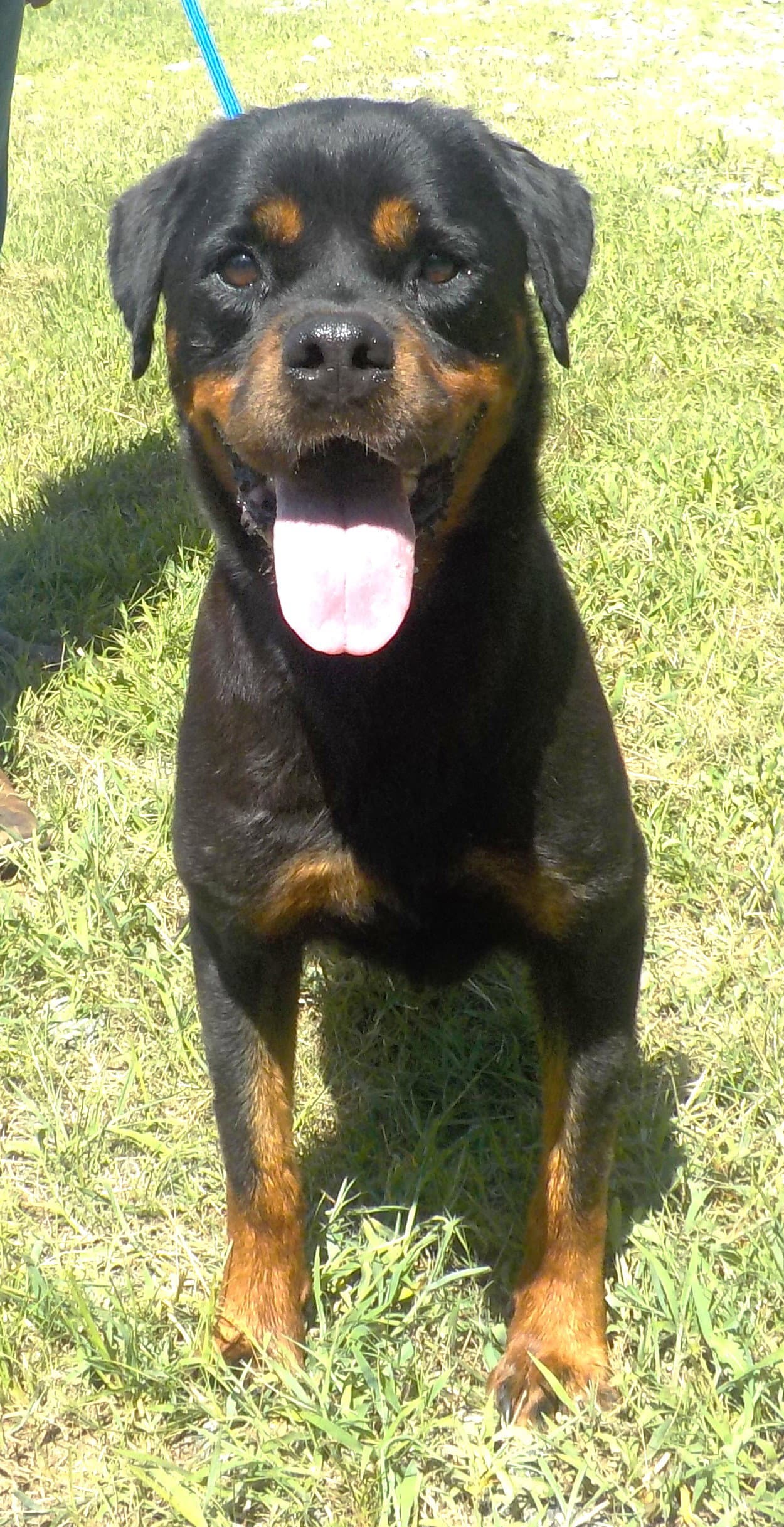 Daisy - Rottweiler