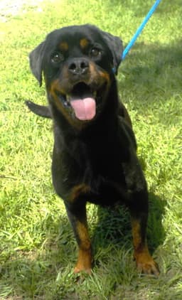 Daisy image 3