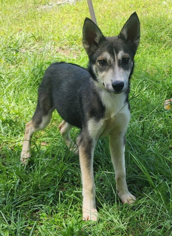 Faith - Siberian Husky