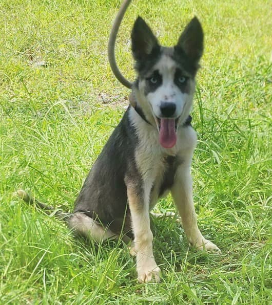Hope - Siberian Husky