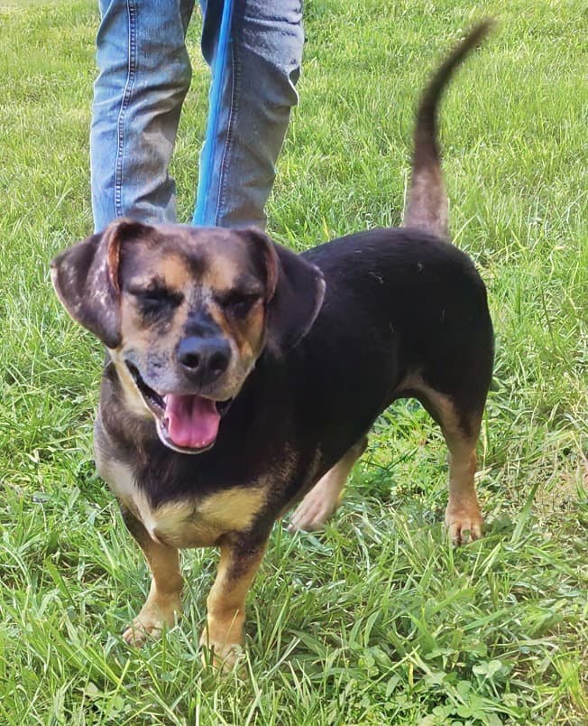 Ozzy - Dachshund