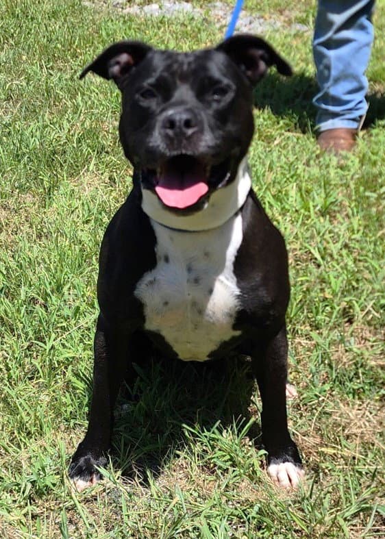 Sunny - American Pit Bull Terrier