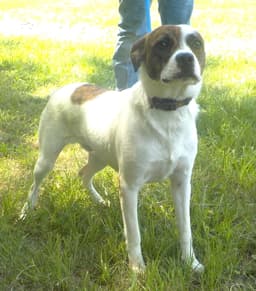 Sheldon image 1