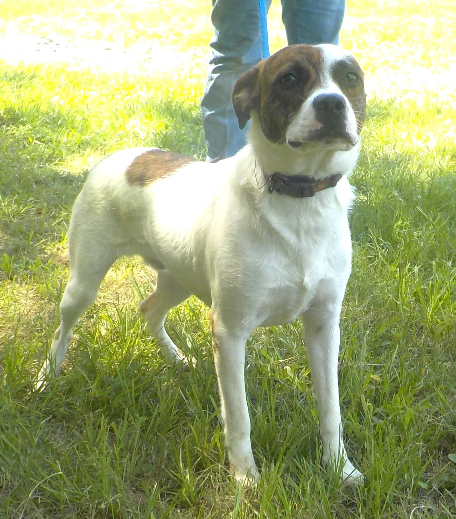 Sheldon - Terrier